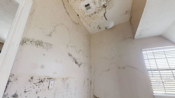 Best Forensic Mold Investigation  in Dayton, MN