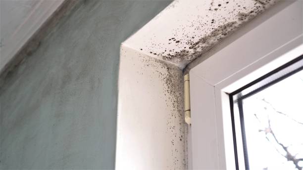 Best Mold Damage Restoration  in Dayton, MN