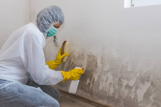 Best Dehumidification Services  in Dayton, MN