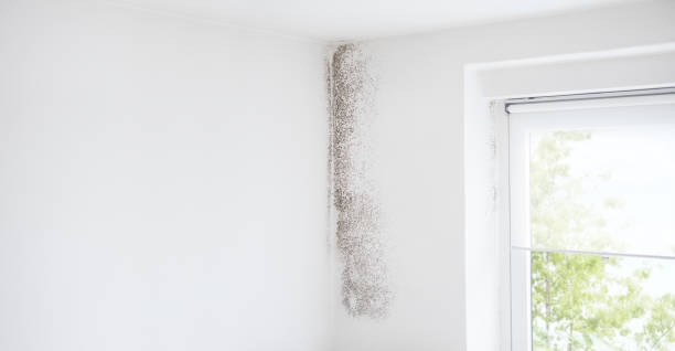 Best Comprehensive Air Testing for Mold Contaminants  in Dayton, MN