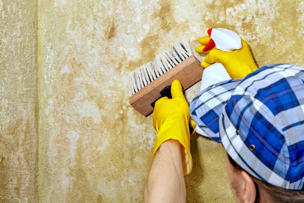 Best Environmental Consulting for Mold Prevention  in Dayton, MN