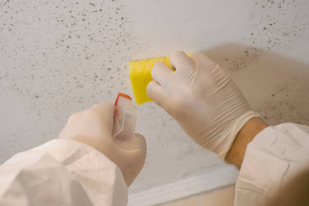 Best Airborne Mold Testing  in Dayton, MN
