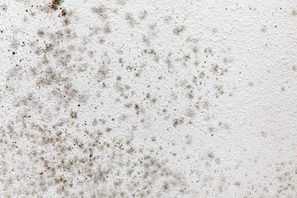 Best Mold Remediation for Healthcare Facilities  in Dayton, MN