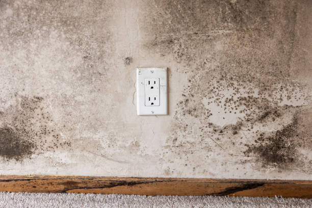 Best Commercial Mold Inspection  in Dayton, MN