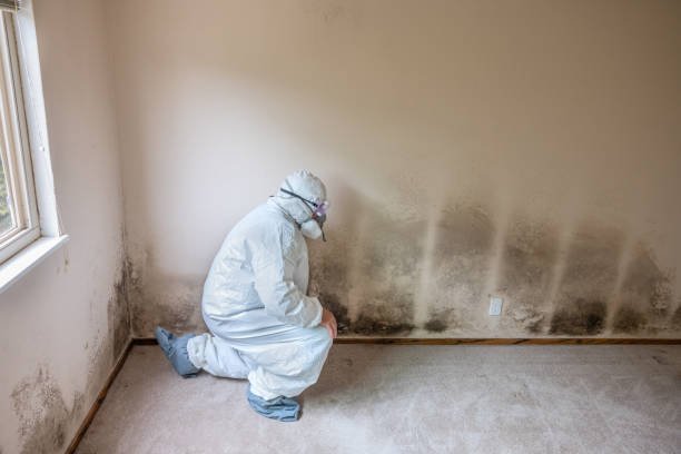 Best Basement Mold Removal  in Dayton, MN