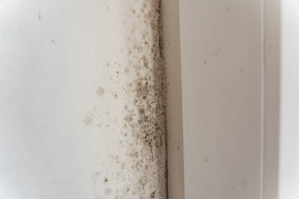 Best Mold Remediation for Vacation Homes  in Dayton, MN