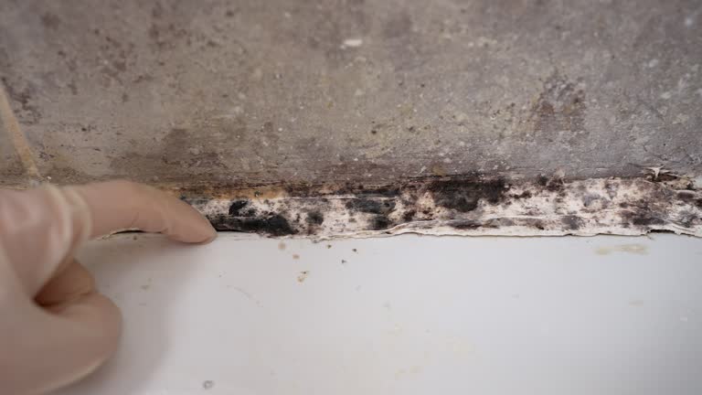 Best Mold-Related Health Consultation  in Dayton, MN